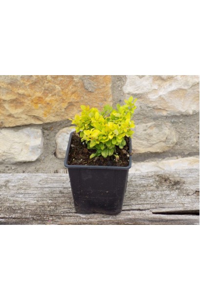 Барбарис Голдаліта у контейнері 